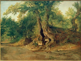 Grove near Ariccia with Holm Oaks