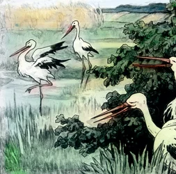 Caliph stork, image date: circa 1910, Carl Simon Archive