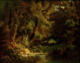 Forest Interior