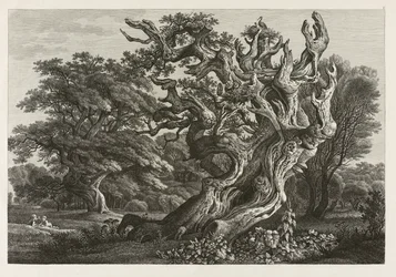 Fantastic Large Oak Tree with a Stork