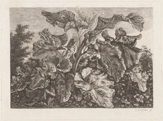 Plant Study with Burdock