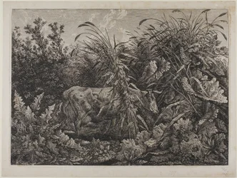 Cow in a Stream