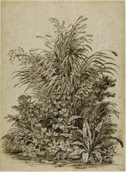 Plants at Water