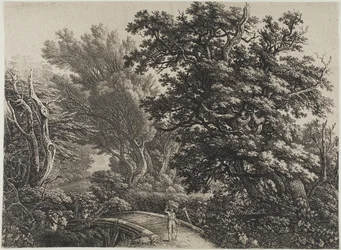 Rustic Bridge in a Tangled Wood