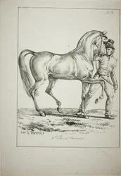 Royal Guard, Norman Cavalier, not in Full Dress, and Horse, No. 3