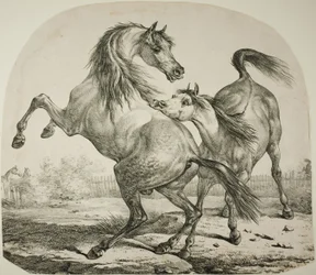 Wild Horses Fighting
