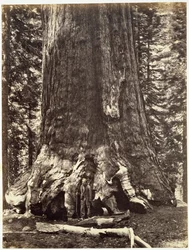 Base of the Grizzly Giant, from The Yosemite Book: A Description of the Yosemite Valley and the Adjacent Region of the Sierra Nevada, and of the Big Trees of California