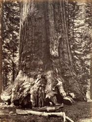 Base of the Grizzly Giant, Giant Sequoia tree, Yosemite, California