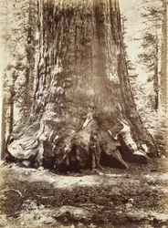 Section of the Grizzly Giant with Galen Clark, Mariposa Grove, Yosemite