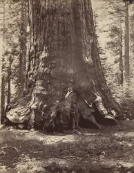 Section of the Grizzly Giant with Galen Clark, Mariposa Grove, Yosemite, 1865-66, Printed ca. 1876
