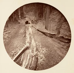 The Father of the Forest 450 Ft Long, C. Grove, ca. 1878