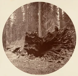 The Father of the Forest