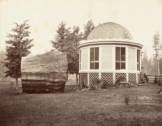 The House over a Stump of a Big Tree