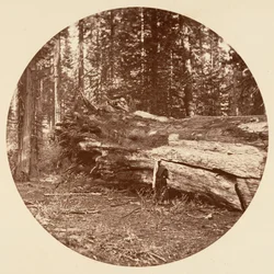 The Miners Cabin - Calaveras Grove