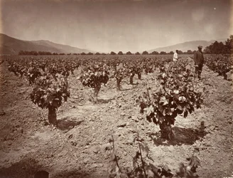 Vineyard of Camulos Ranch