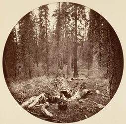 [Yosemite National Park, California], ca. 1878.