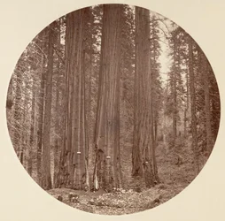 Yosemite National Park, California, ca. 1878.