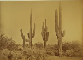 Cactus, Arizona - Cereus Giganteus