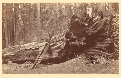 Father of the Forest Calaveras Grove