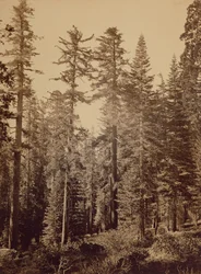 Forest Scene / Sugar Pines