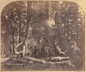 Section of the Grizzly Giant, 33 Feet Diameter, Mariposa Grove, Yosemite, No. 111