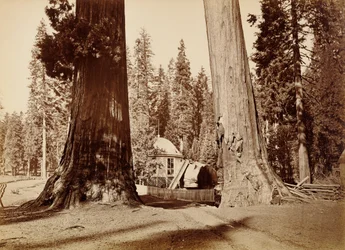 The Pavilion Stump seen through the Sentinels, Calaveras Grove