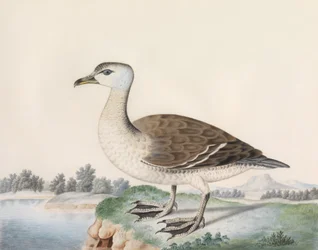 Java Duck