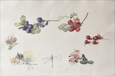 Autumn Fruits and Flowers, 2007