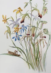 Iris and Blue Speedwell