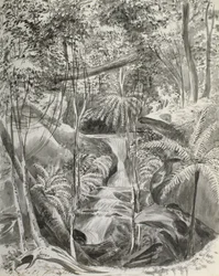 Jungle Study