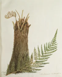 Study of a Fern