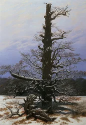 Oak Tree in the Snow