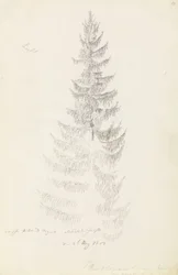 Spruce