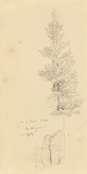 Study of Spruce Trees and a Rock