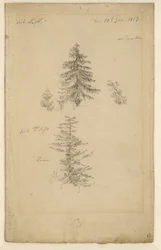 Two Studies of Fir Trees