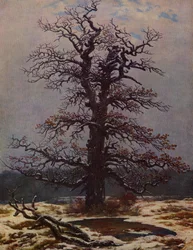 Oak in the Snow