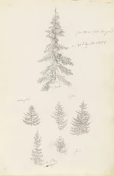 Six Studies of Spruces and Firs