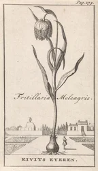 Title Page and Eight Prints with Flowers