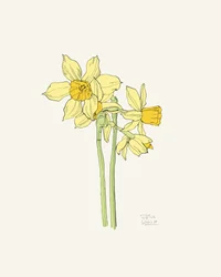 Bright Yellow Daffodils