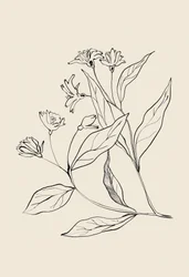 Delicate Botanical Drawing