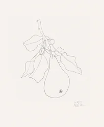 Delicate Pear Drawing