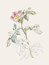 Delicate Pink Wild Rose