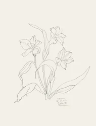 Elegant Floral Line Art