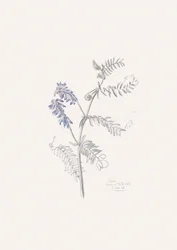 Purple Vetch Drawing