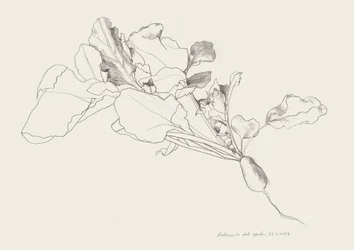 Radish Botanical Drawing