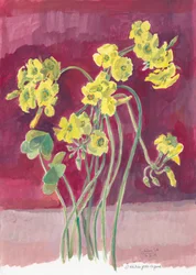 Vibrant Yellow Oxalis