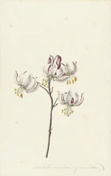 Branch with Four White Lilies