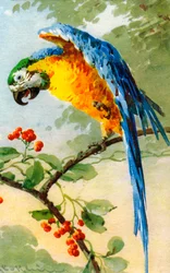 Parrot Eating Berries