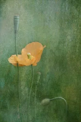 Dreamy Orange Poppies
