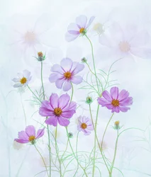 Dreamy Pink Cosmos
